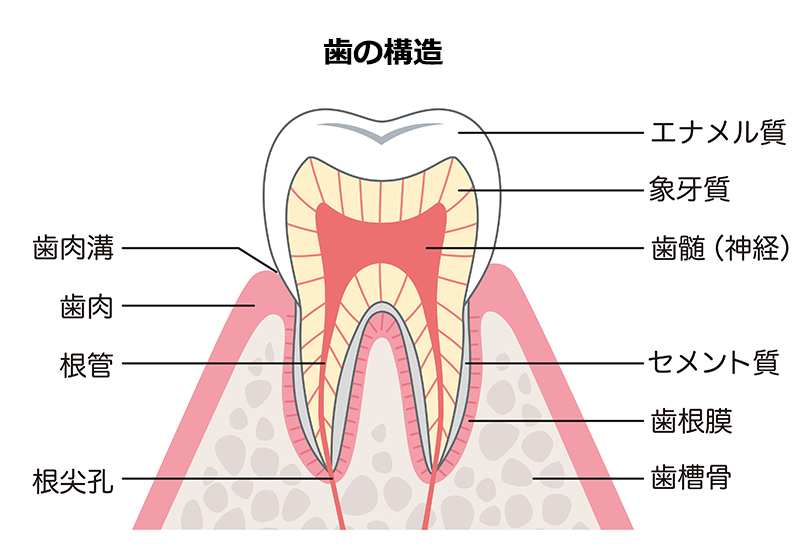 歯の構造イメージ。参考に読み進めていただきたい。