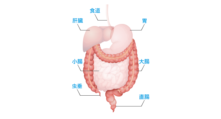図1.　大腸の構造